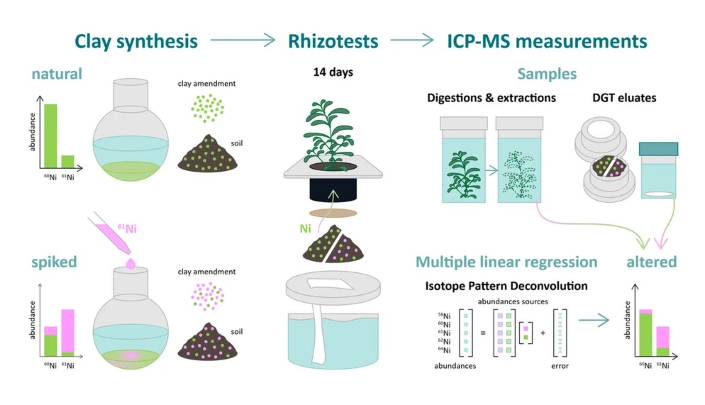 racking nickel uptake pathways in hyperaccumulator plants using a 61Ni-enriched stable isotope tracer in soil
